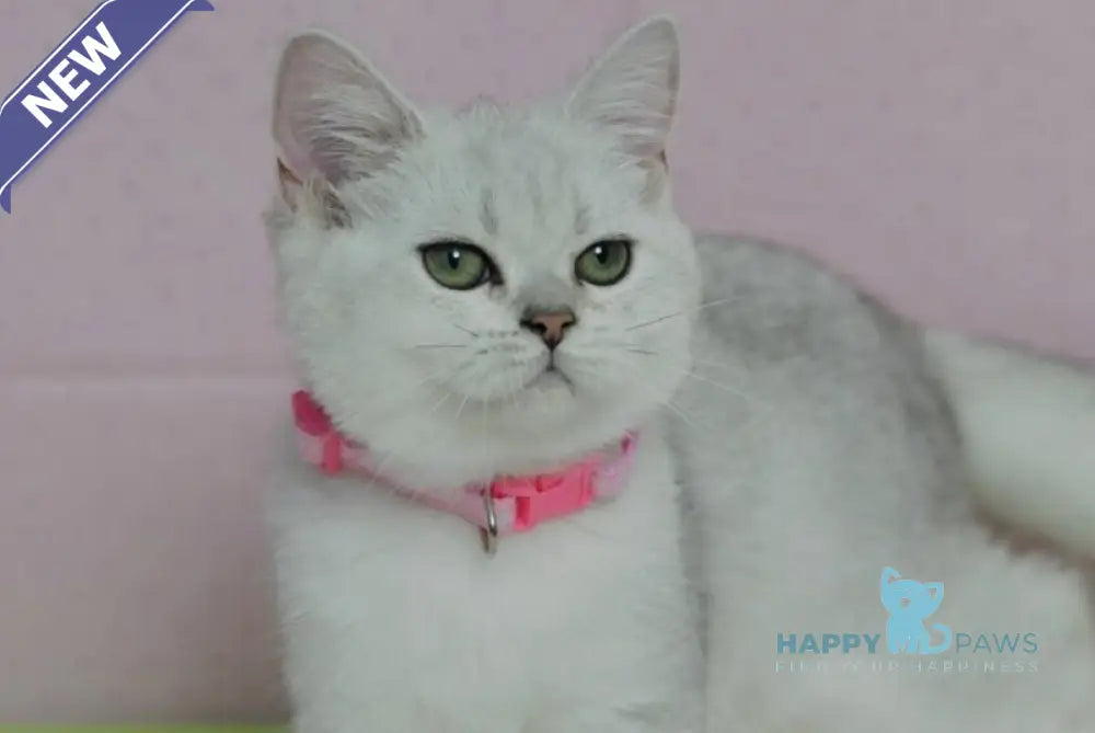 Emily British Shorthair female black silver shaded live animals