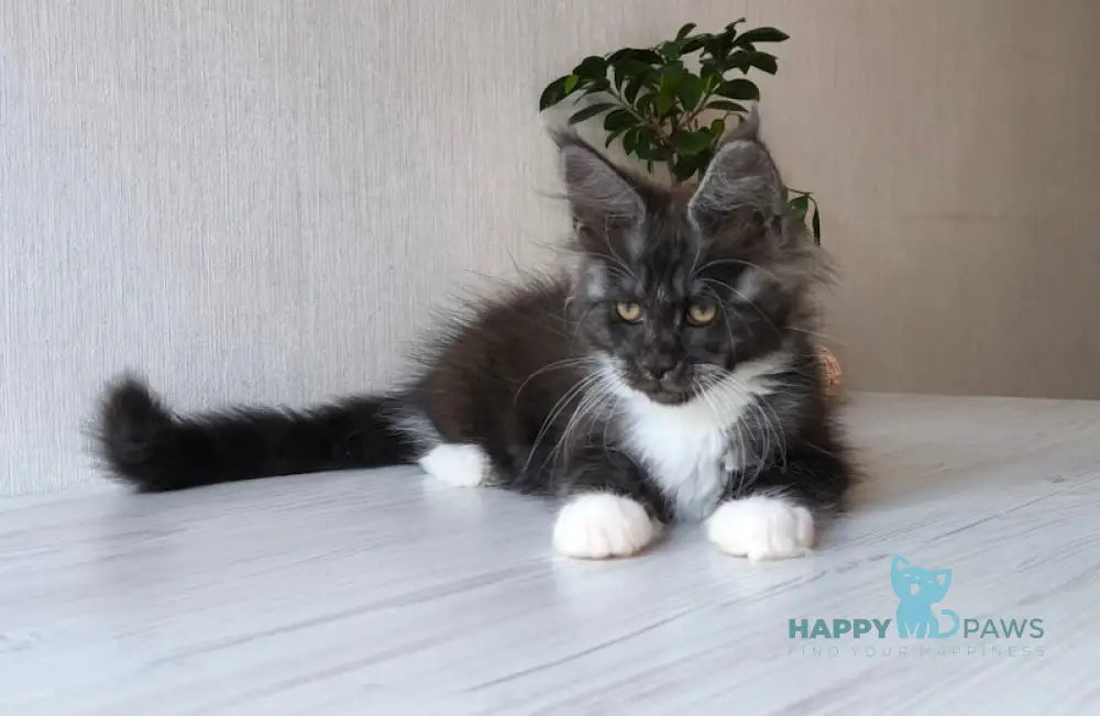 Emily Maine Coon female black silver bicolour
