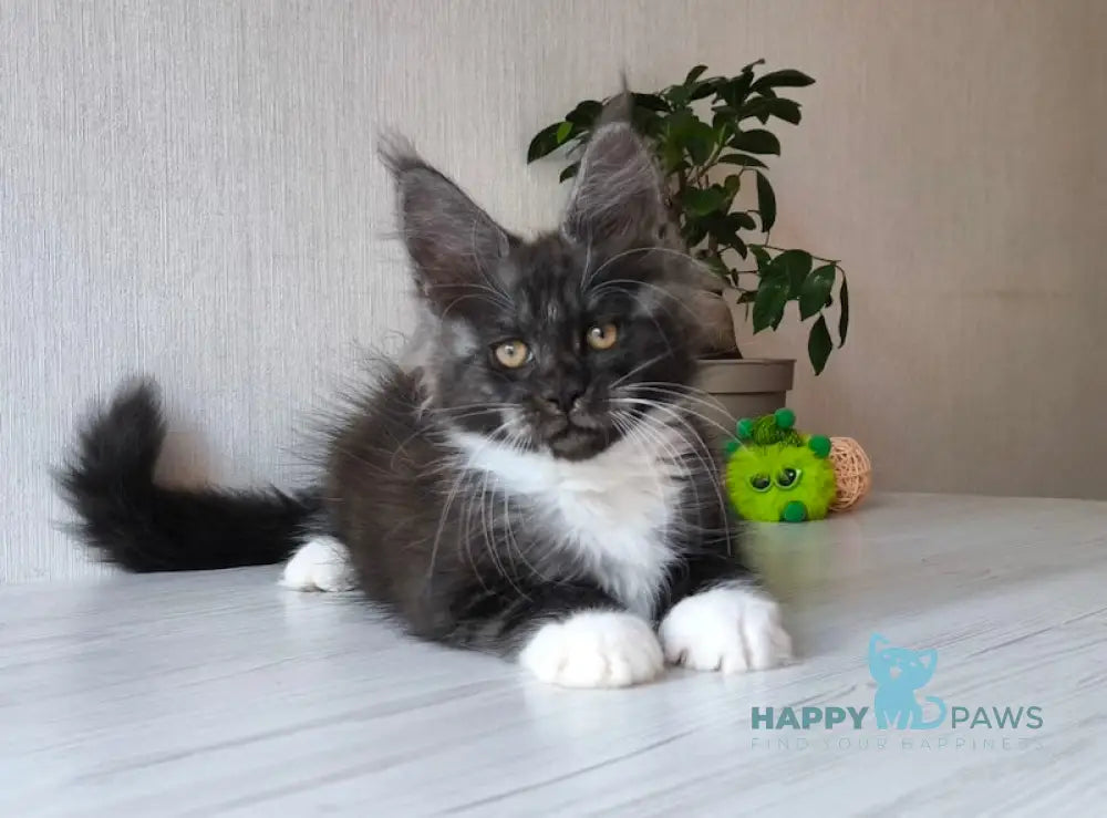 Emily Maine Coon female black silver bicolour