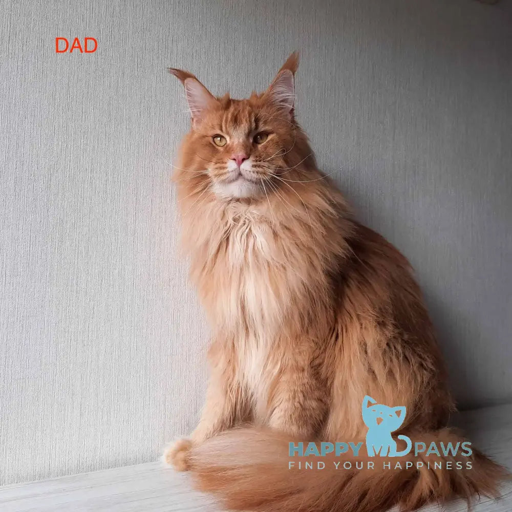 Emily Maine Coon female black silver bicolour