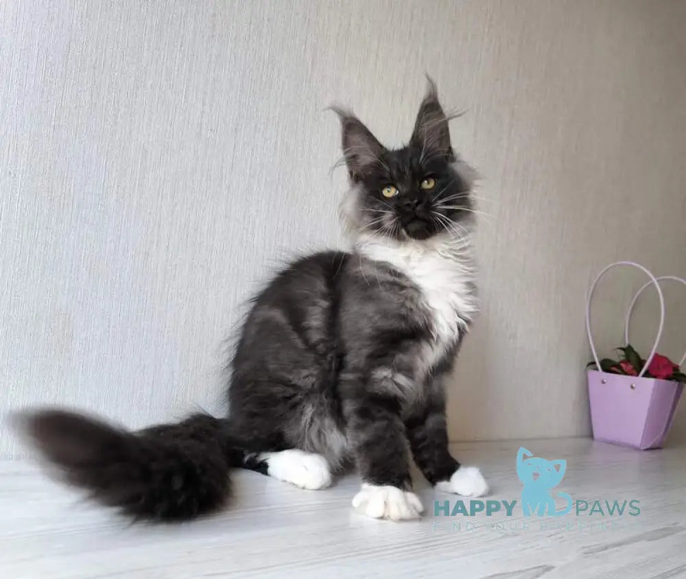 Emily Maine Coon female black silver bicolour