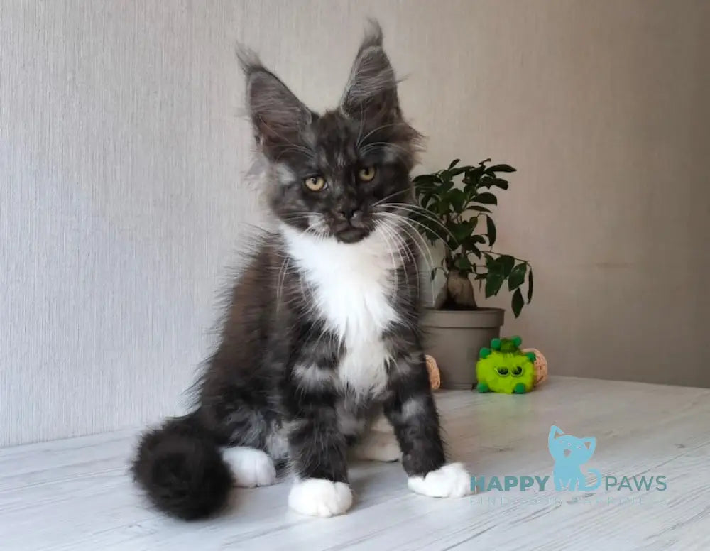 Emily Maine Coon female black silver bicolour