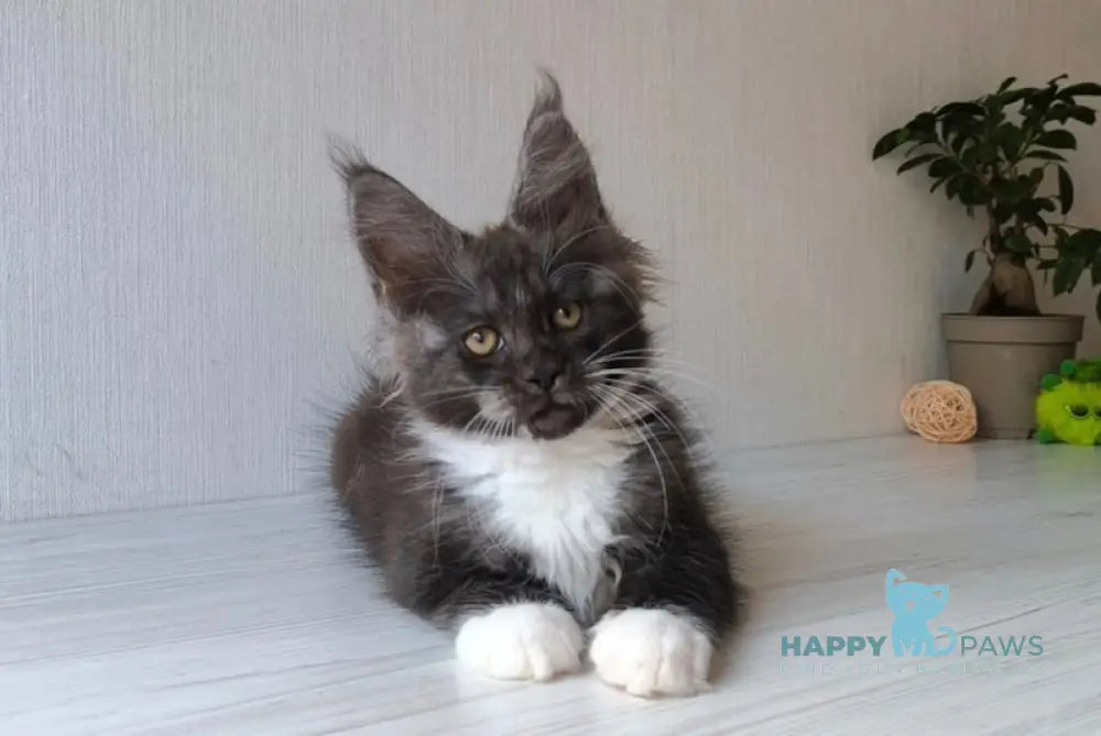 Emily Maine Coon female black silver bicolour