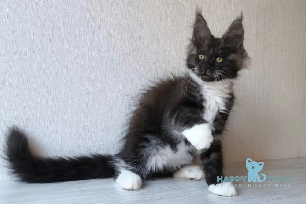 Emily Maine Coon female black silver bicolour