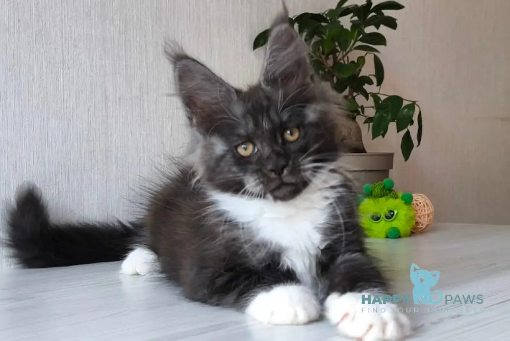 Emily Maine Coon female black silver bicolour