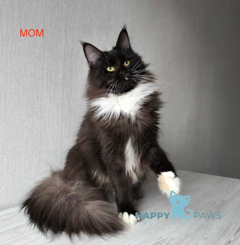 Emily Maine Coon female black silver bicolour
