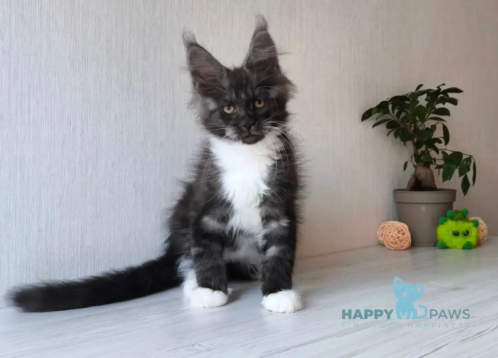 Emily Maine Coon female black silver bicolour