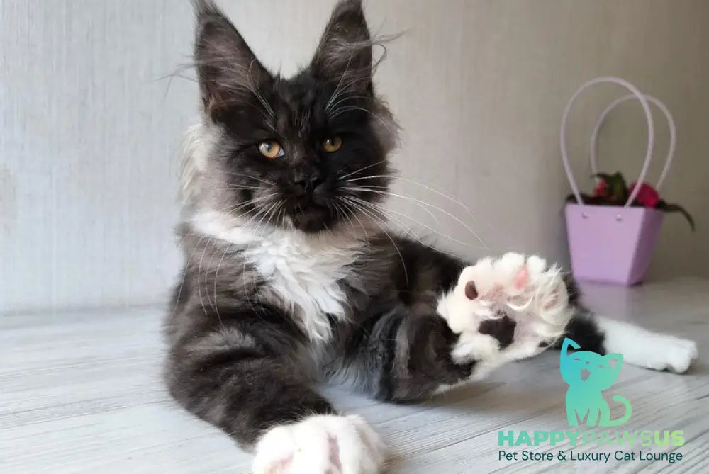 Emily Maine Coon female black silver bicolour