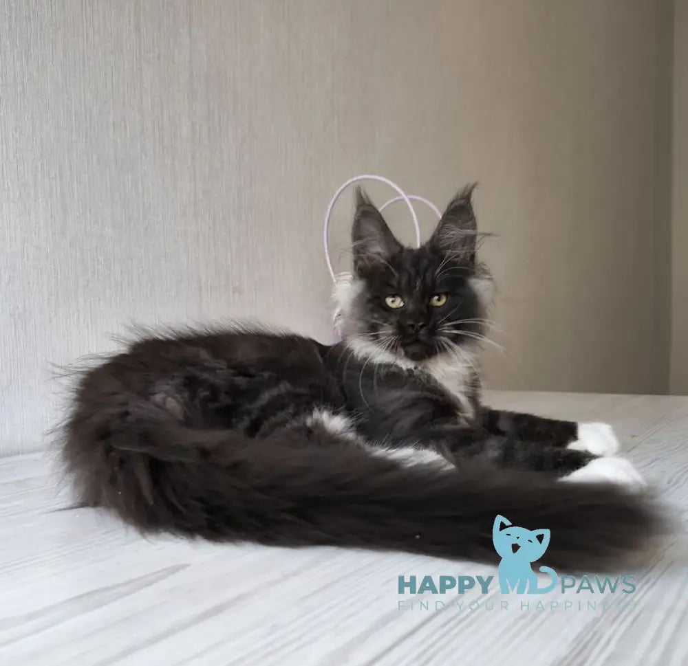 Emily Maine Coon female black silver bicolour