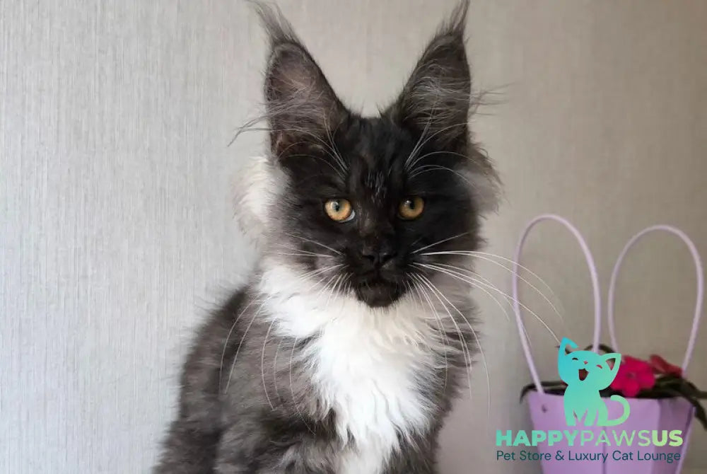 Emily Maine Coon female black silver bicolour
