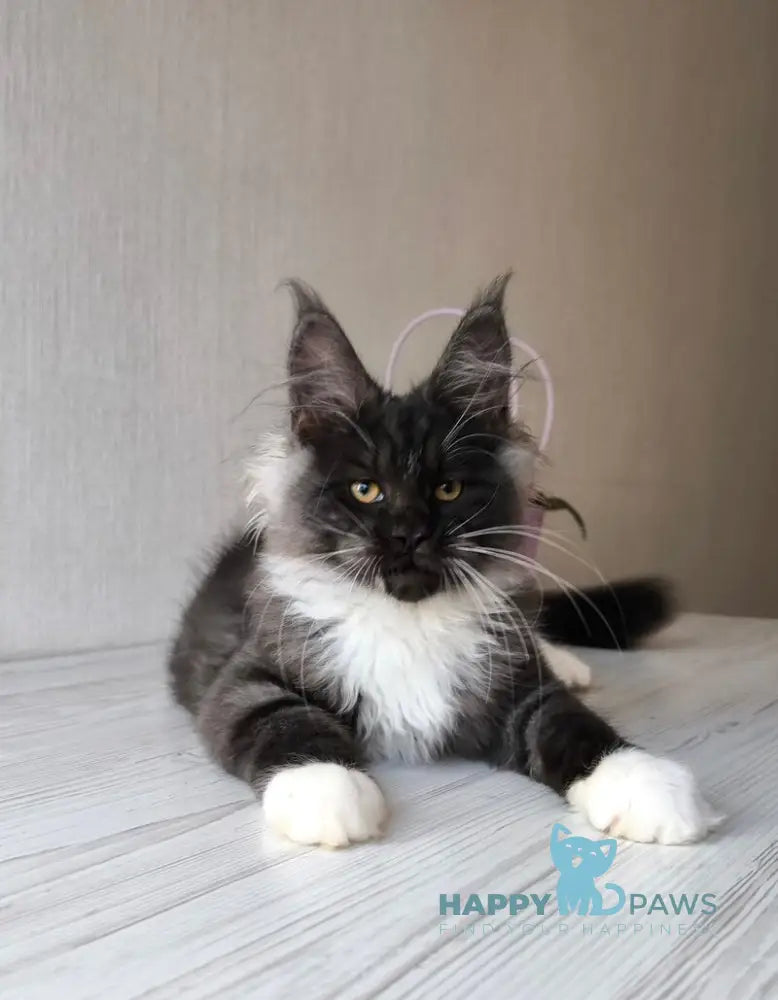 Emily Maine Coon female black silver bicolour