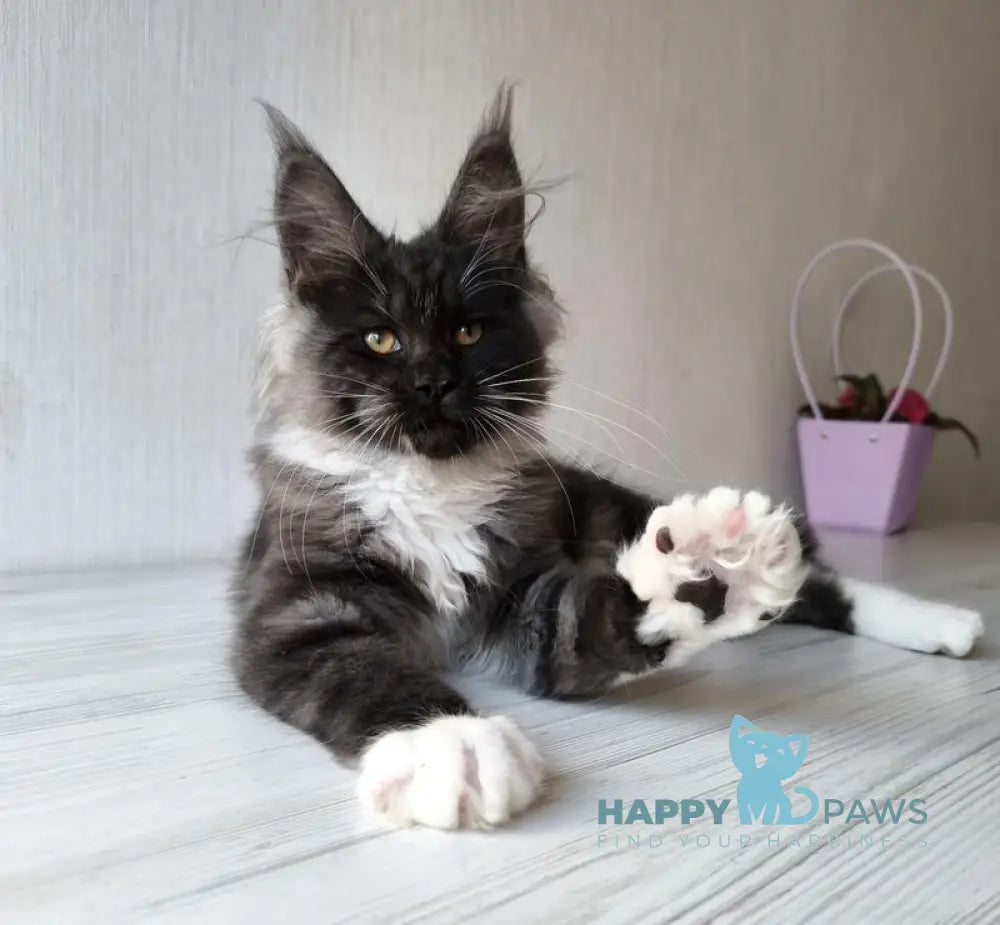 Emily Maine Coon female black silver bicolour