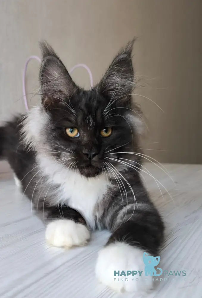Emily Maine Coon female black silver bicolour