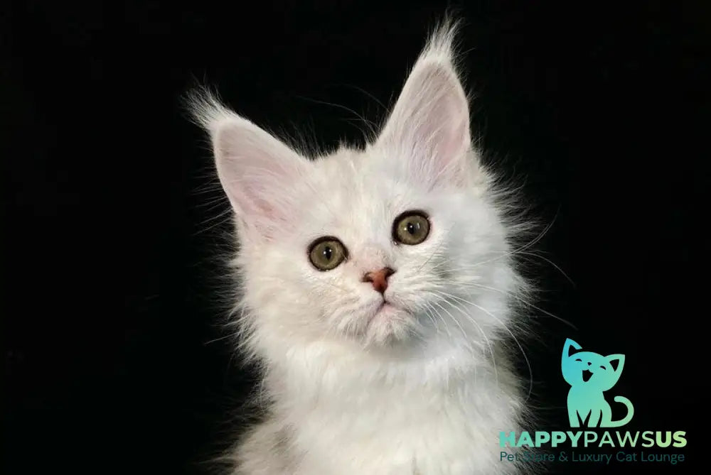 Emily Maine Coon female black tortie silver shaded live animals