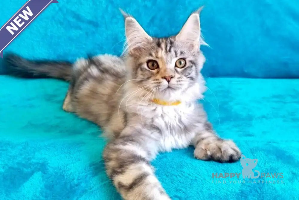 Emily Maine Coon female black tortie silver tabby live animals