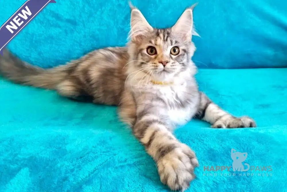 Emily Maine Coon female black tortie silver tabby live animals