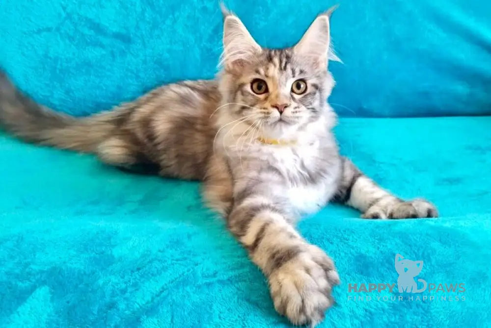 Emily Maine Coon female black tortie silver tabby live animals