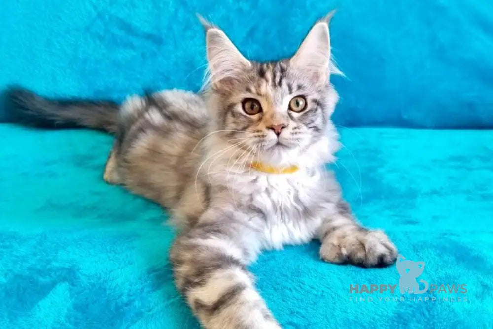 Emily Maine Coon female black tortie silver tabby live animals