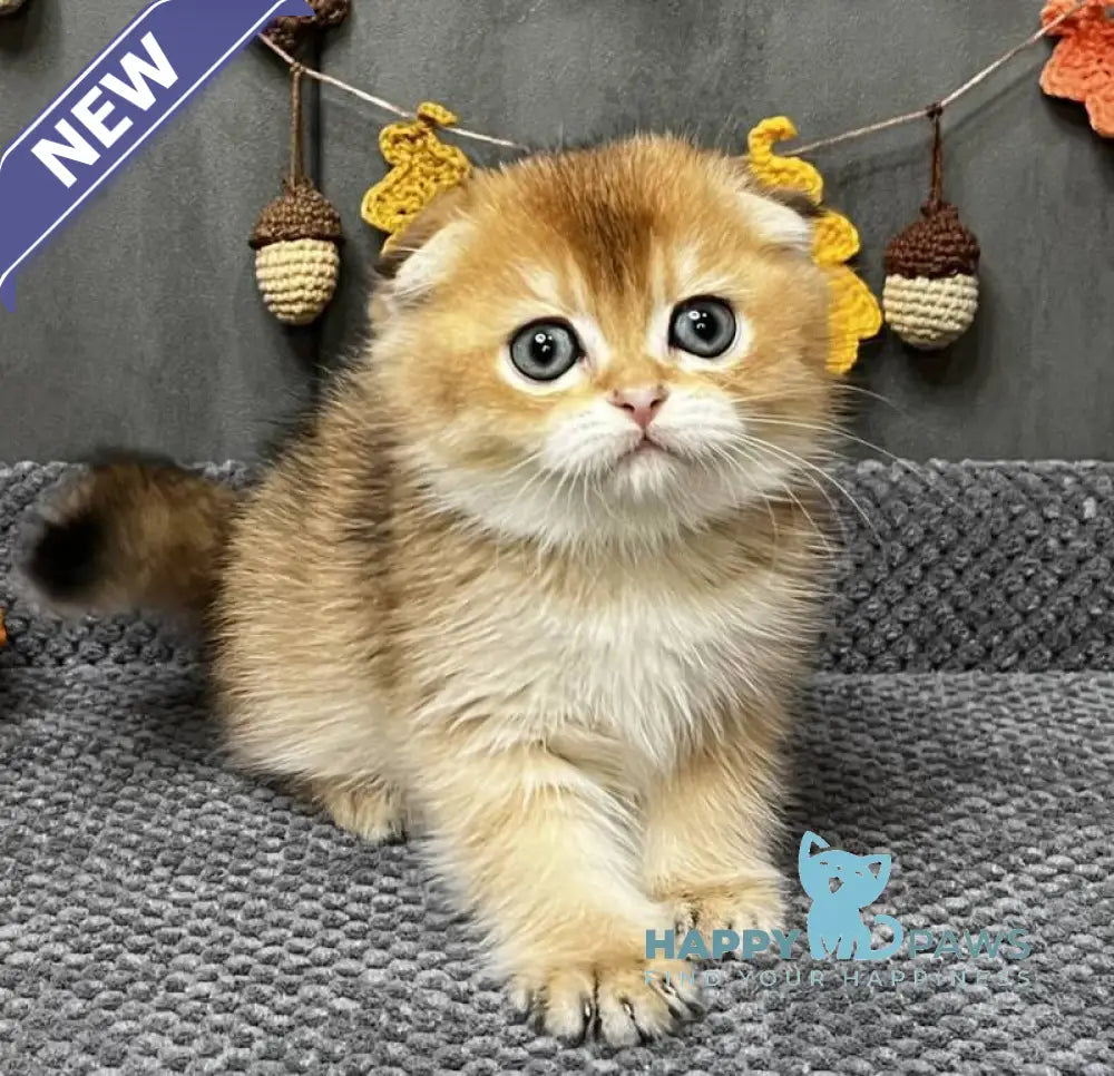 Emily Scottish Fold female black golden ticked tabby live animals