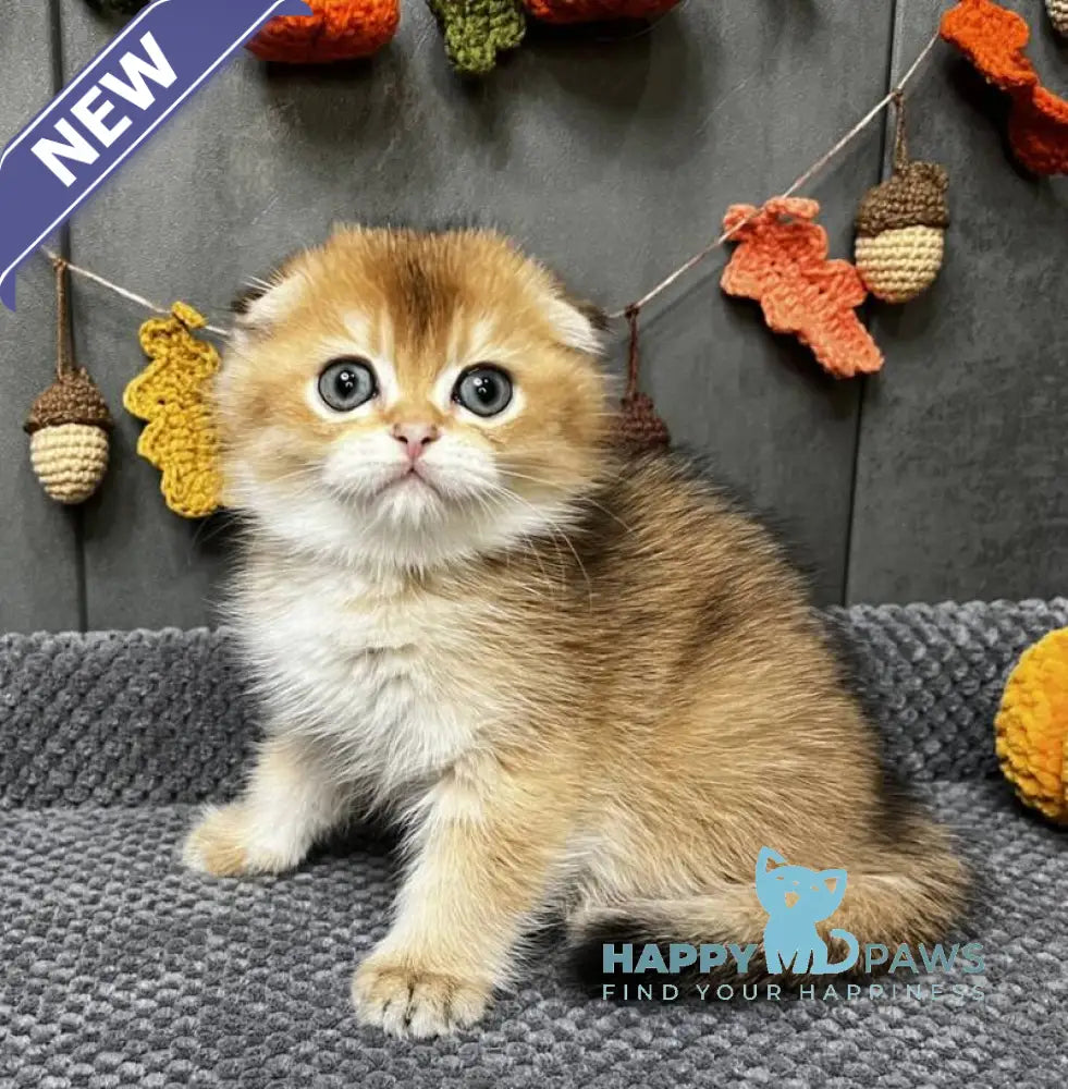 Emily Scottish Fold female black golden ticked tabby live animals