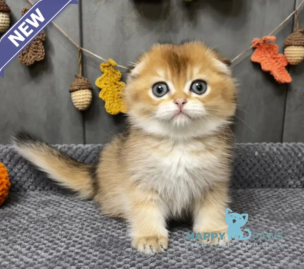 Emily Scottish Fold female black golden ticked tabby live animals