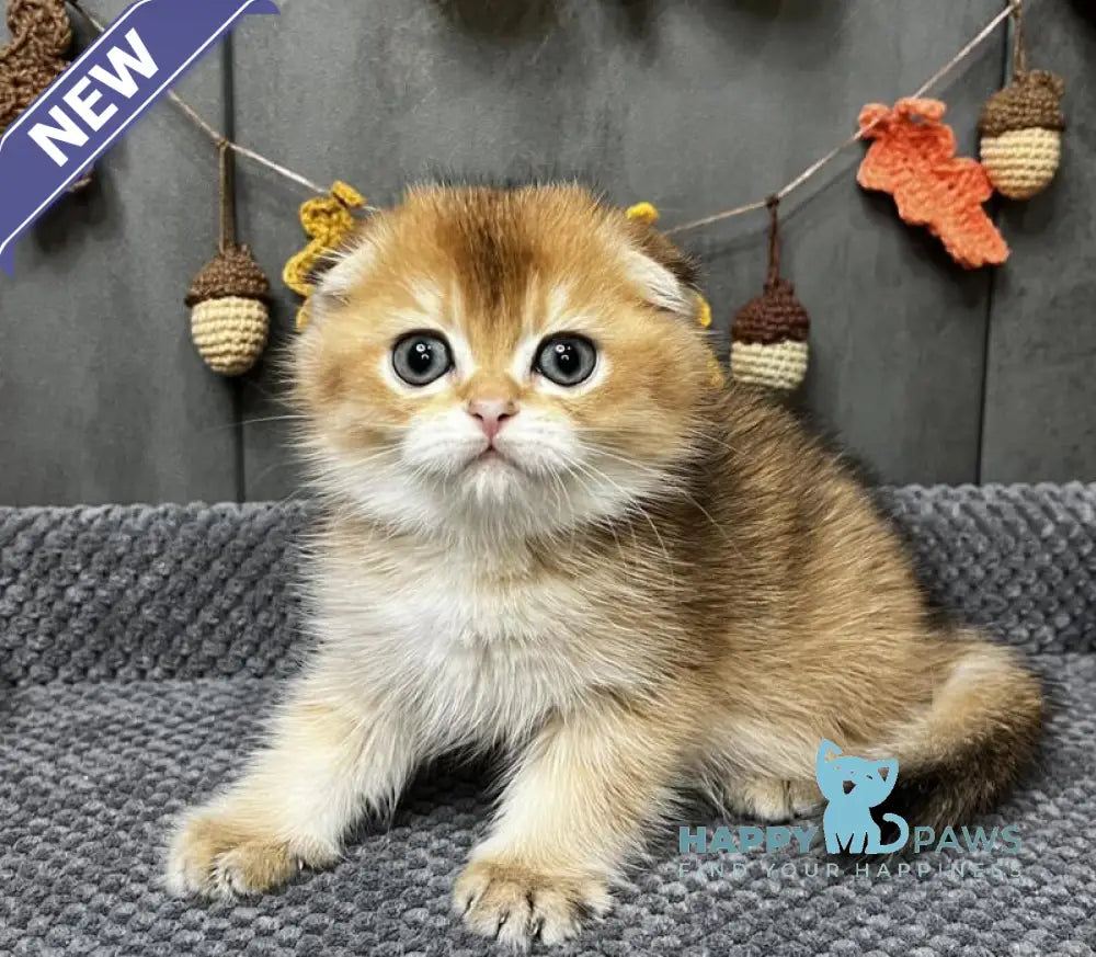 Emily Scottish Fold female black golden ticked tabby live animals