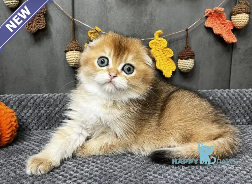 Emily Scottish Fold female black golden ticked tabby live animals