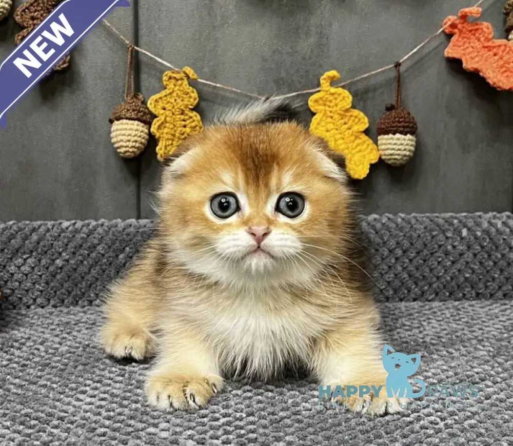 Emily Scottish Fold female black golden ticked tabby live animals