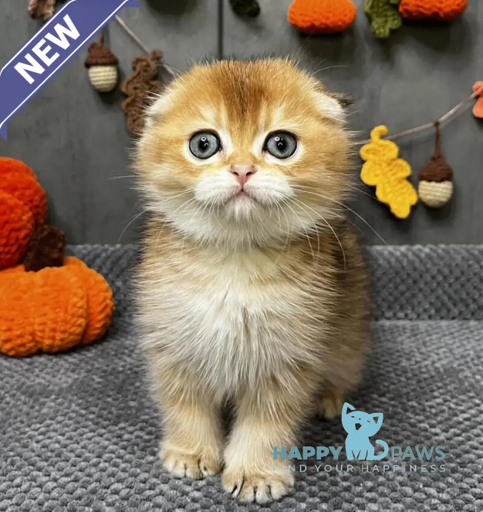 Emily Scottish Fold female black golden ticked tabby live animals