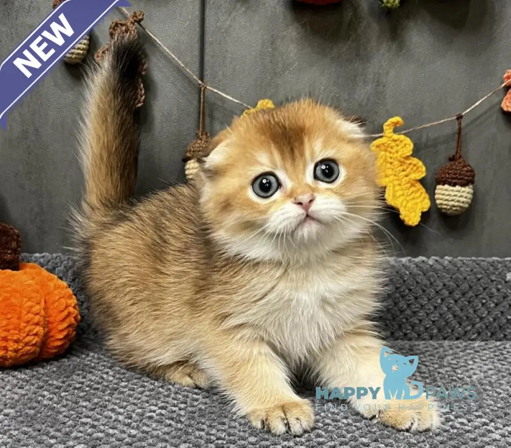 Emily Scottish Fold female black golden ticked tabby live animals