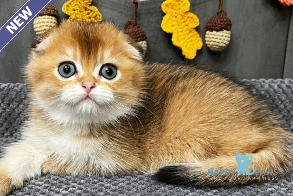 Emily Scottish Fold female black golden ticked tabby live animals