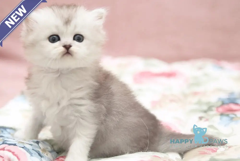 Emily Scottish Straight female black silver shaded live animals