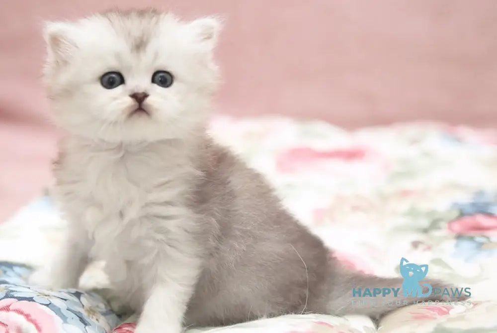 Emily Scottish Straight female black silver shaded live animals