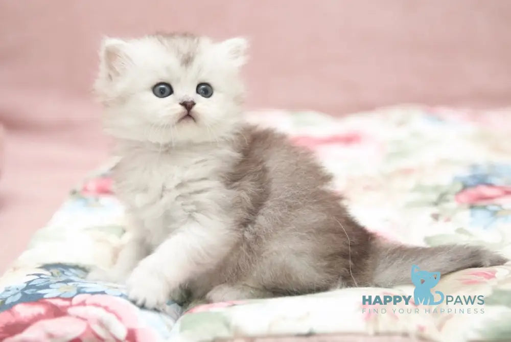 Emily Scottish Straight female black silver shaded live animals