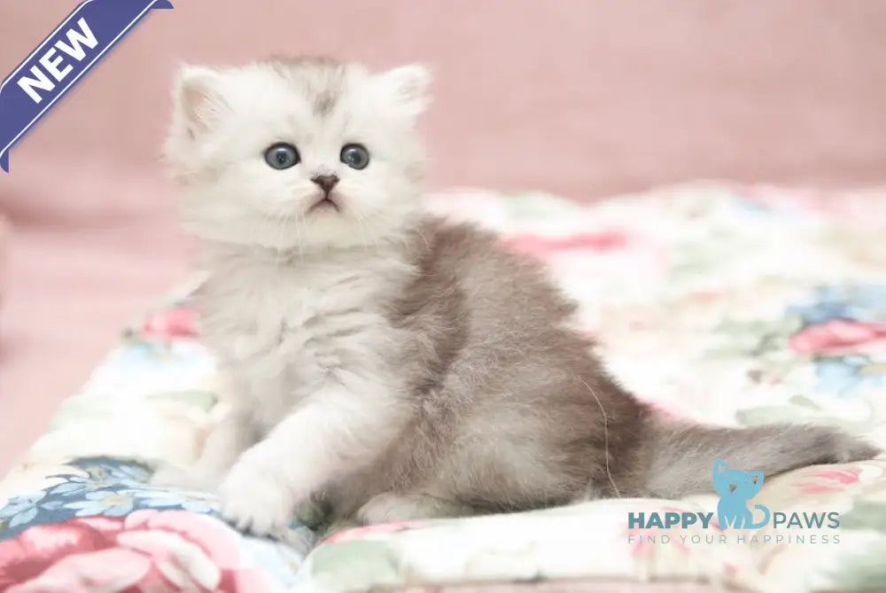 Emily Scottish Straight female black silver shaded live animals