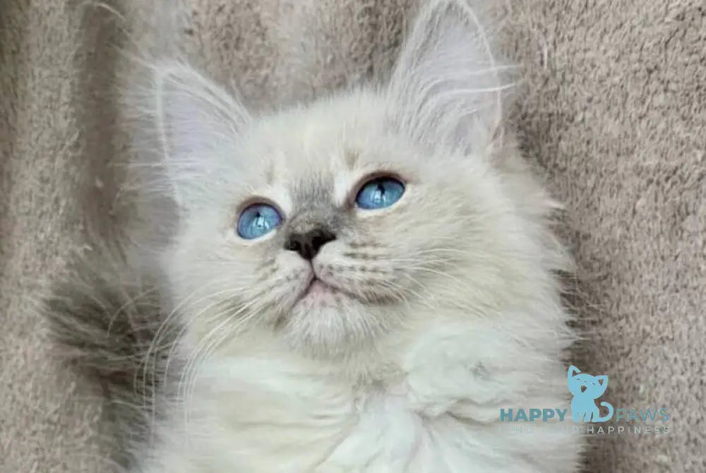 Emily Siberian female blue tabby pointed live animals