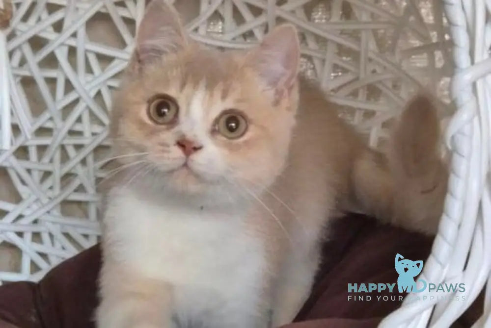 Emin British Shorthair male lilac golden shaded bicolour live animals