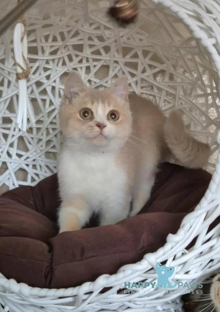 Emin British Shorthair male lilac golden shaded bicolour live animals
