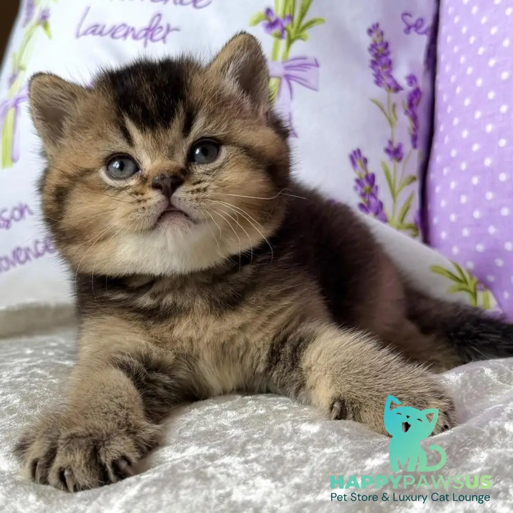 Eminem British Shorthair male black ticked tabby - live animals