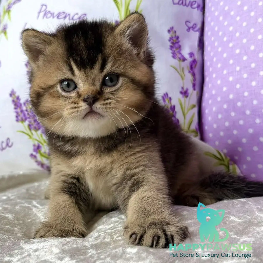 Eminem British Shorthair male black ticked tabby - live animals