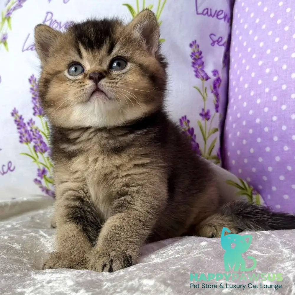 Eminem British Shorthair male black ticked tabby - live animals