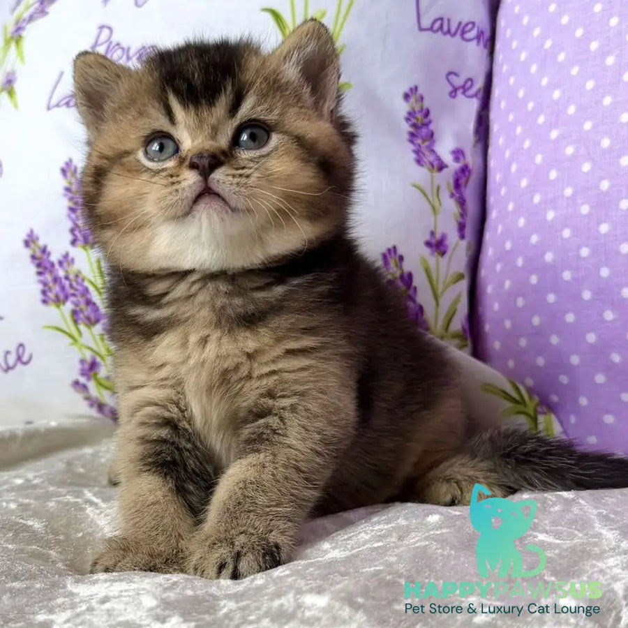Eminem British Shorthair male black ticked tabby - live animals