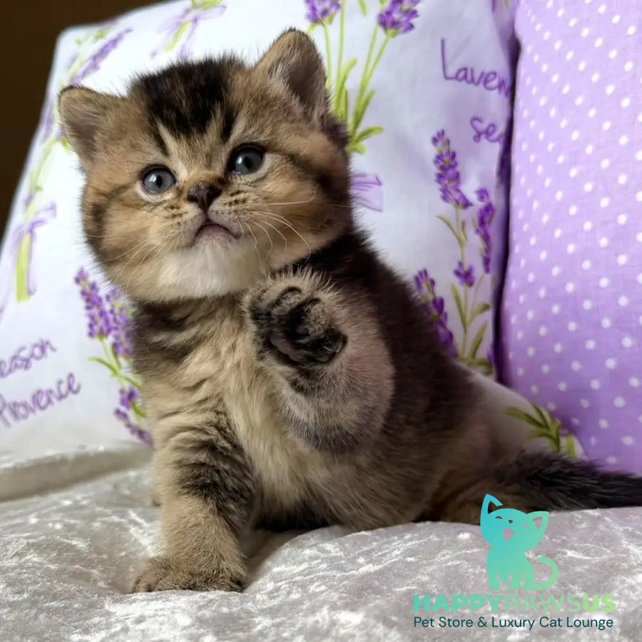Eminem British Shorthair male black ticked tabby - live animals