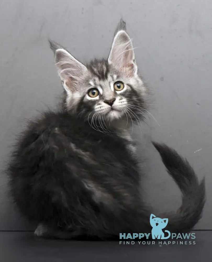 Eminem Maine Coon male black silver tabby live animals