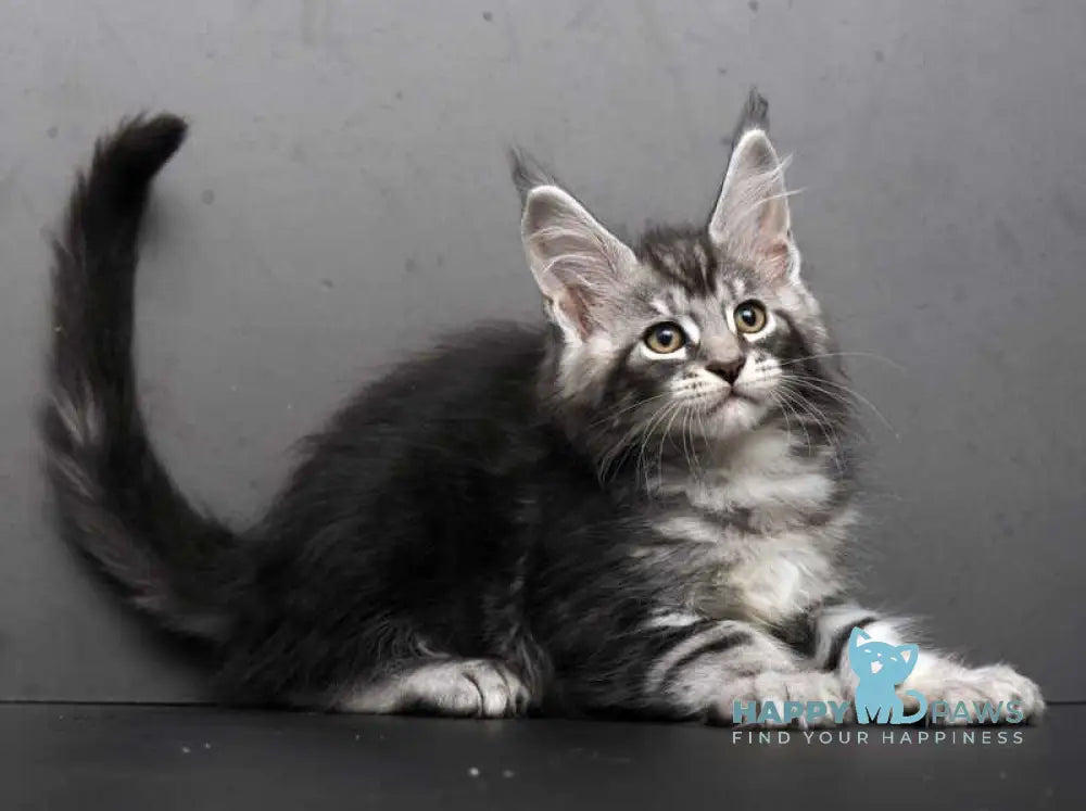 Eminem Maine Coon male black silver tabby live animals