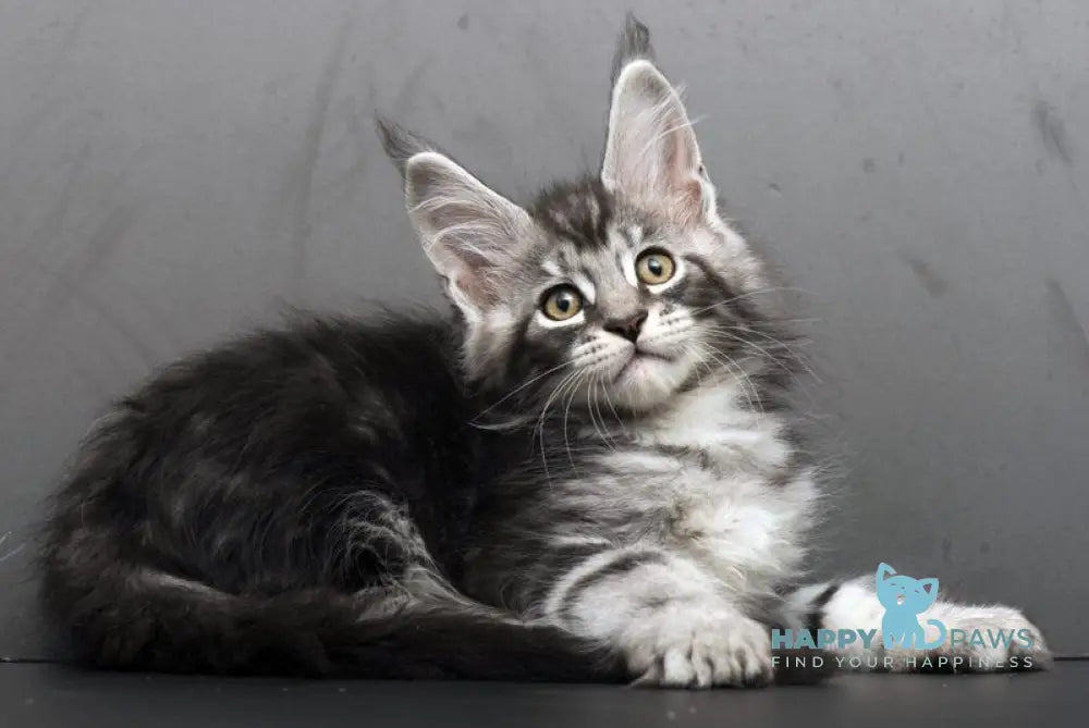 Eminem Maine Coon male black silver tabby live animals
