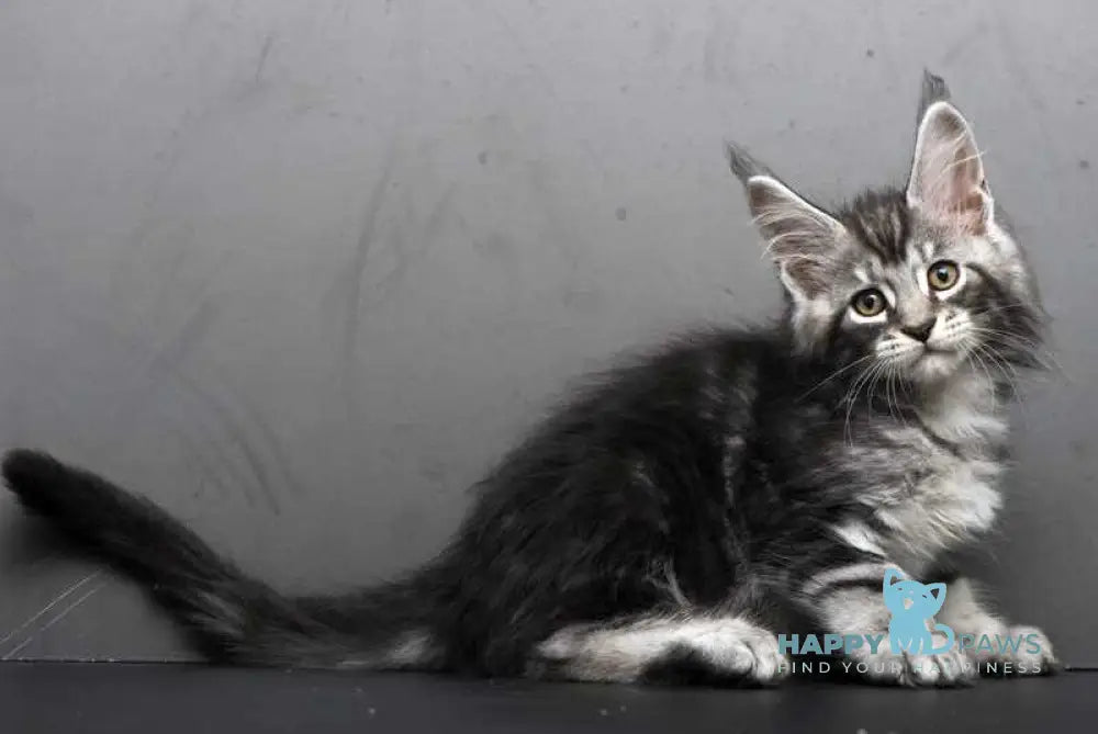 Eminem Maine Coon male black silver tabby live animals