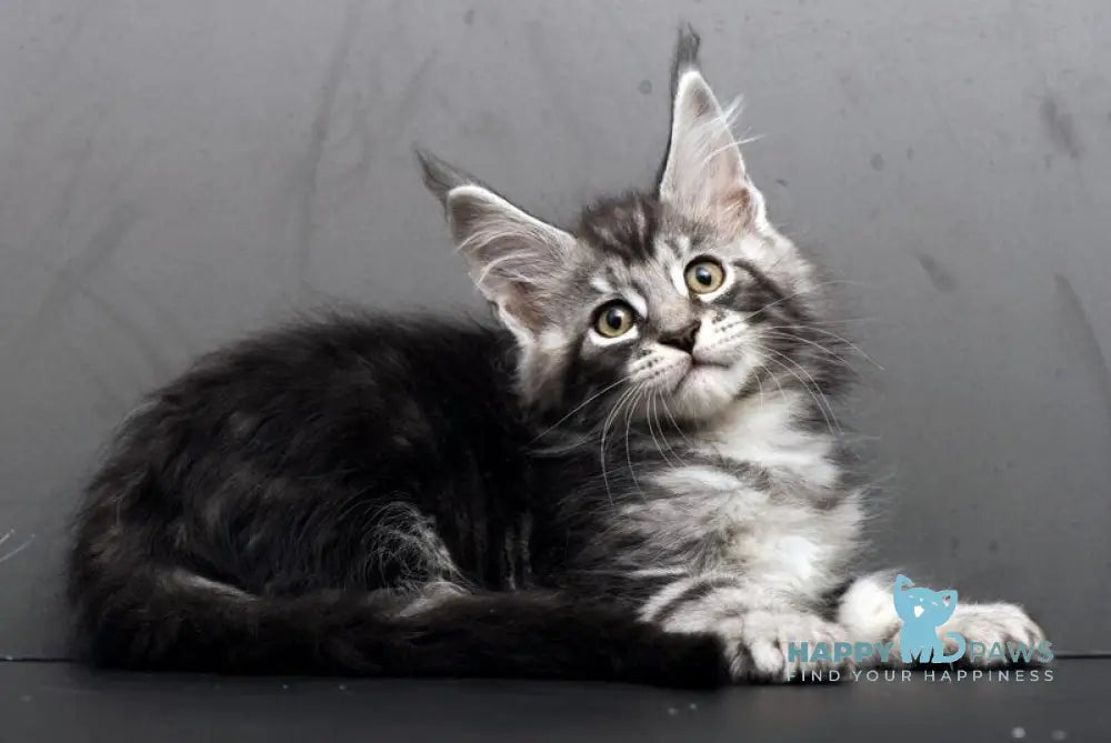 Eminem Maine Coon male black silver tabby live animals