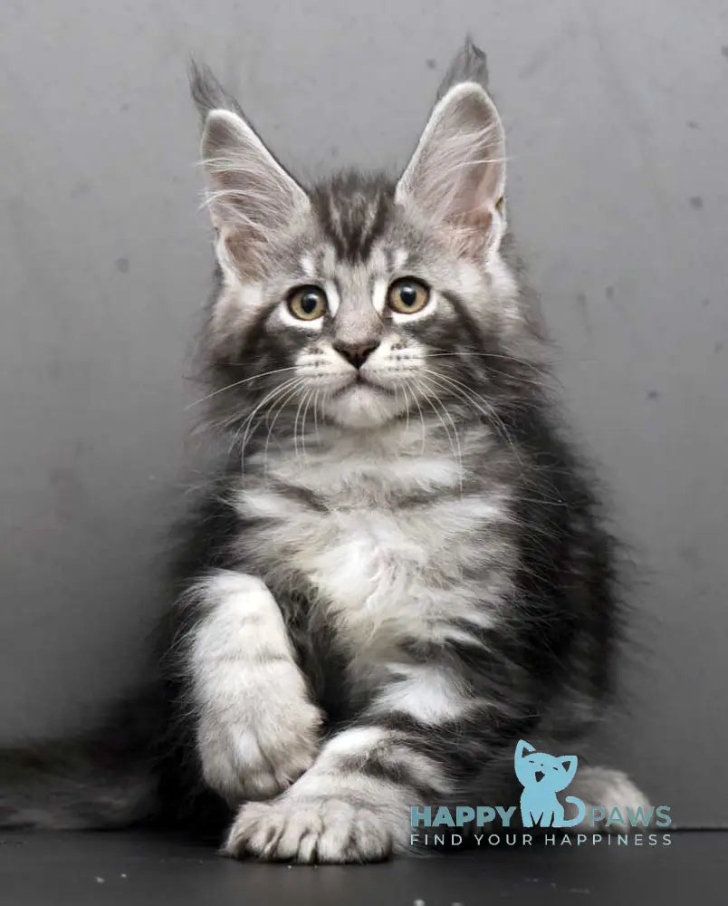 Eminem Maine Coon male black silver tabby live animals