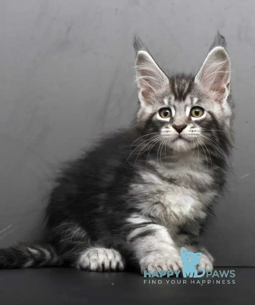 Eminem Maine Coon male black silver tabby live animals
